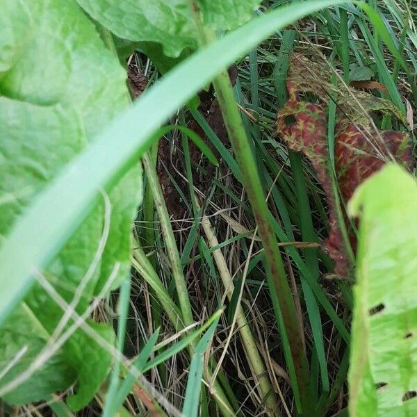 Rumex patientia Casca