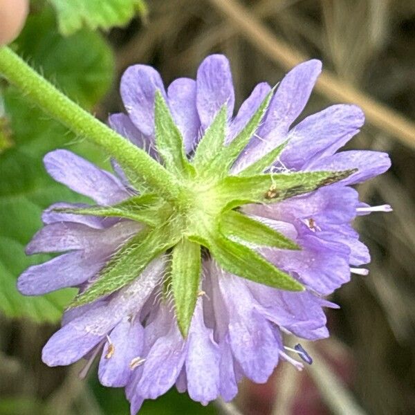 Knautia arvernensis Blomst