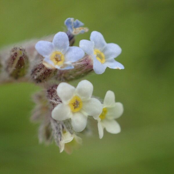 Myosotis discolor Flower