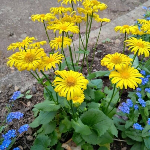 Doronicum caucasicum 整株植物