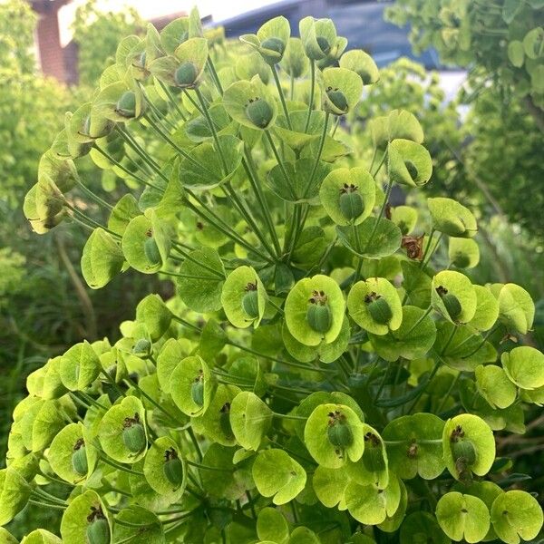 Euphorbia × martini ᱵᱟᱦᱟ