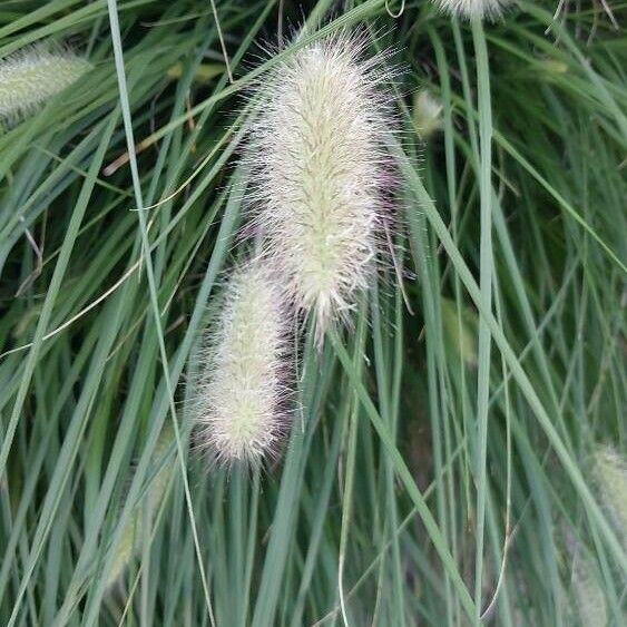 Cenchrus longisetus Flower