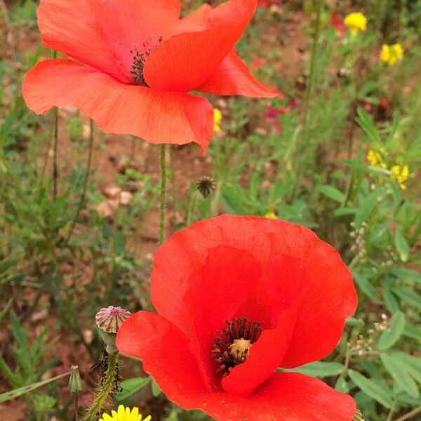 Papaver apulum Blomst