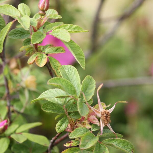 Rosa mollis Feuille