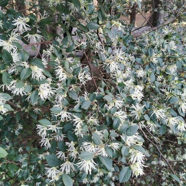 Loropetalum chinense Flower