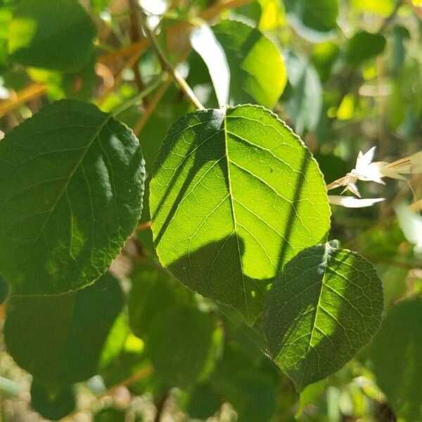 Prunus mahaleb Leaf