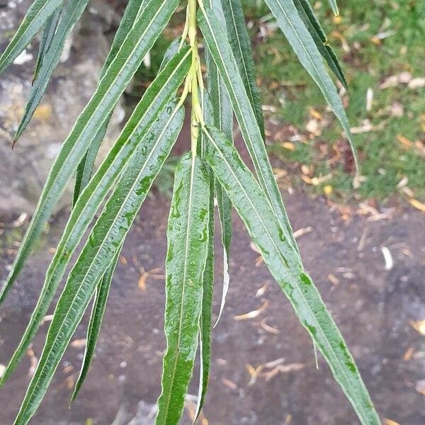 Salix viminalis Blad