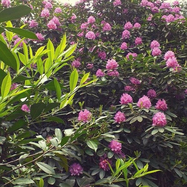 Rhododendron catawbiense Cvet