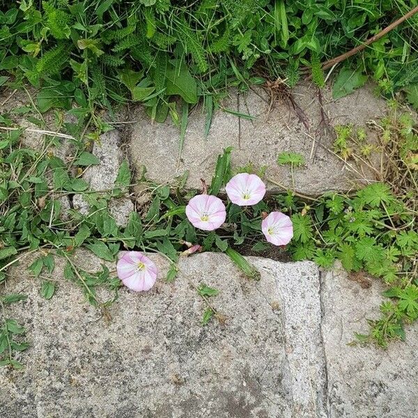 Convolvulus arvensis Hàbitat