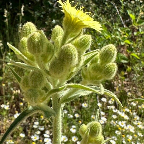 Andryala integrifolia Bloem