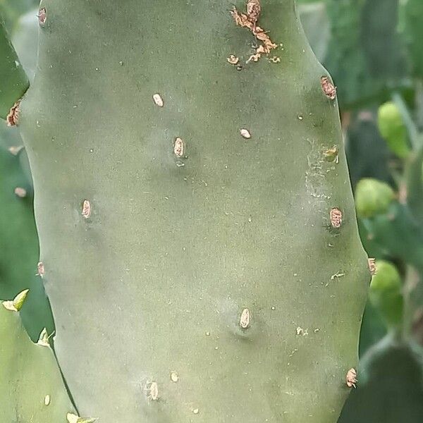 Opuntia ficus-indica Leht