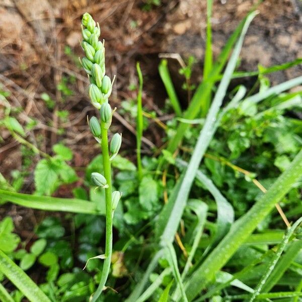 Albuca abyssinica Lorea