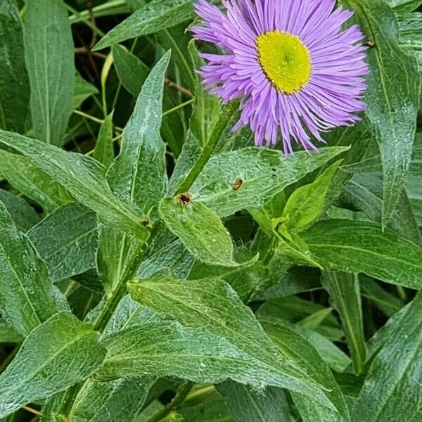 Erigeron speciosus Çiçek