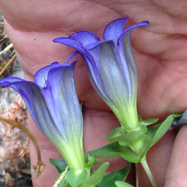 Gentiana calycosa Çiçek