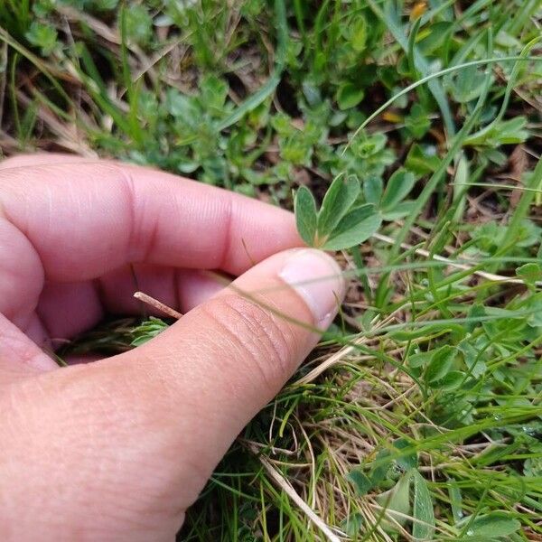 Sibbaldia procumbens Fulla