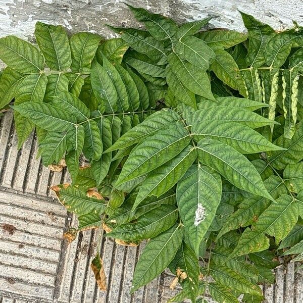 Ailanthus altissima Leaf