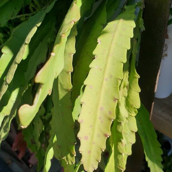 Disocactus phyllanthoides Leaf