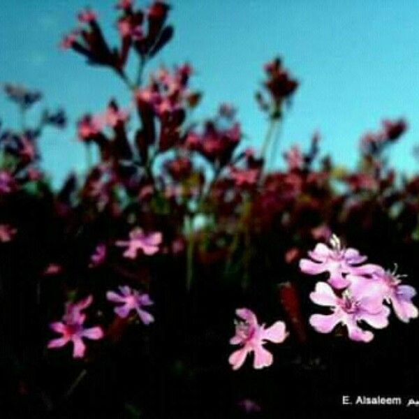 Silene armeria Flors