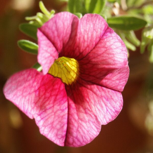 Calibrachoa parviflora Kwiat