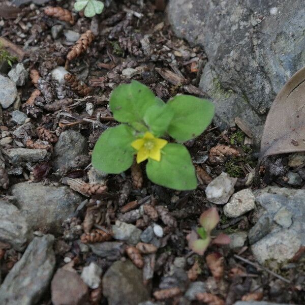 Lysimachia japonica Frunză