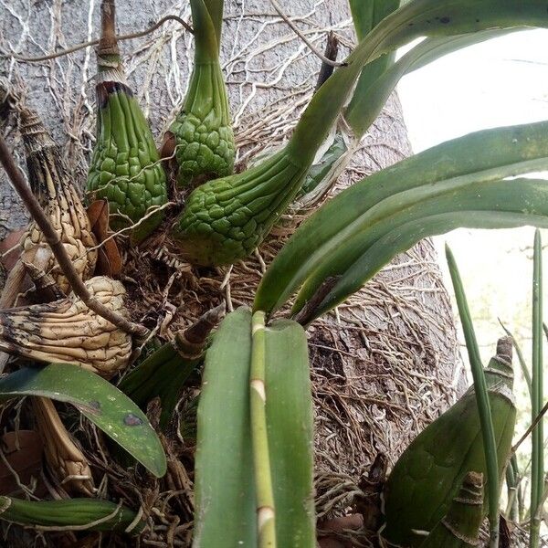 Encyclia cordigera Leaf