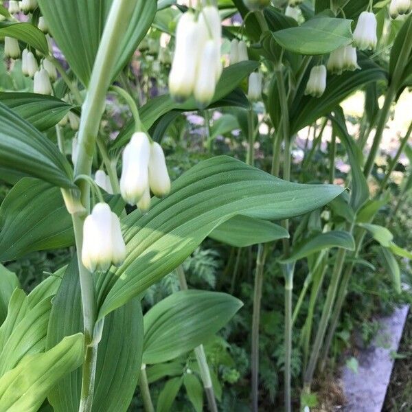 Polygonatum multiflorum برگ