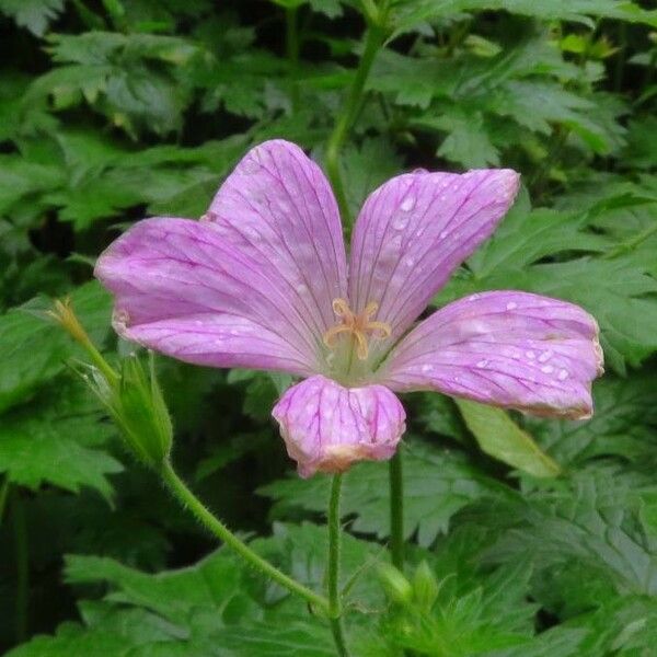 Geranium endressii Lorea