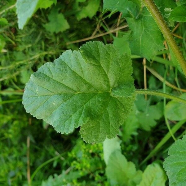 Erodium malacoides Leaf