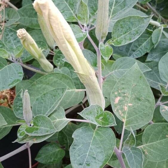 Datura innoxia Lorea