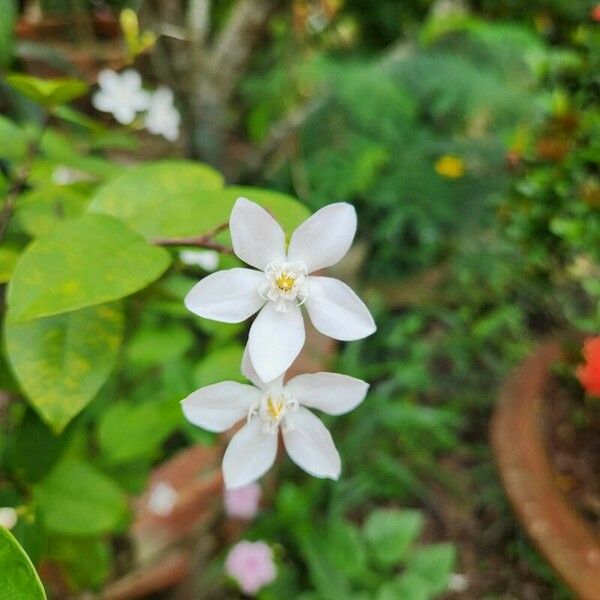 Wrightia antidysenterica फूल