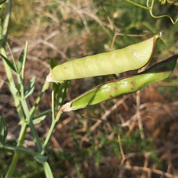 Lathyrus tingitanus Fruto