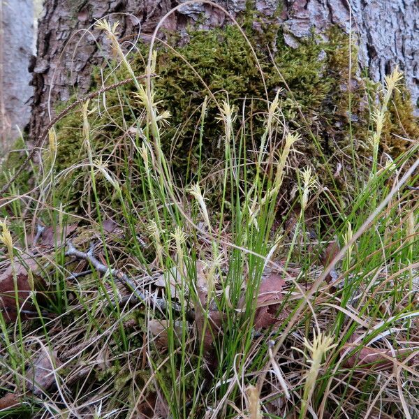 Carex caryophyllea Hábitos