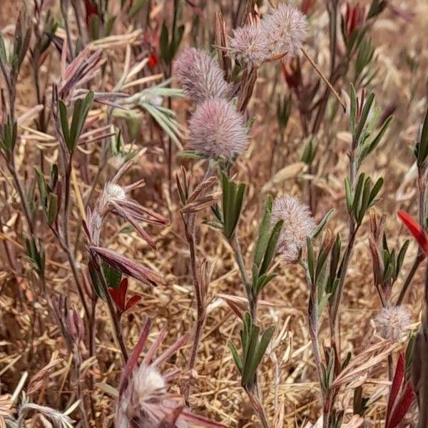 Trifolium arvense Hábitos