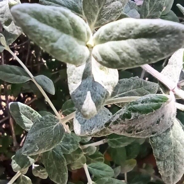 Teucrium fruticans Lapas