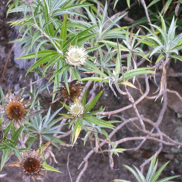 Carlina salicifolia 叶