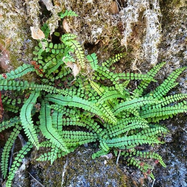 Asplenium trichomanes Hábito