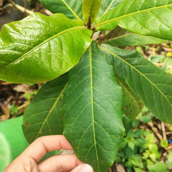 Terminalia catappa Fuelha