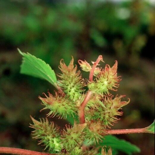 Xanthium orientale Fruit