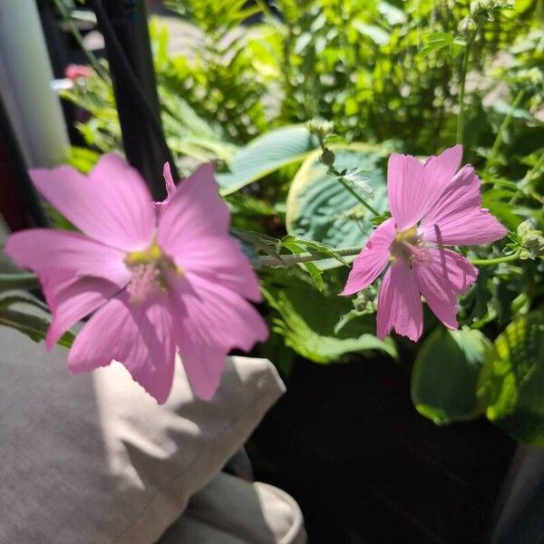 Malva alcea Flor