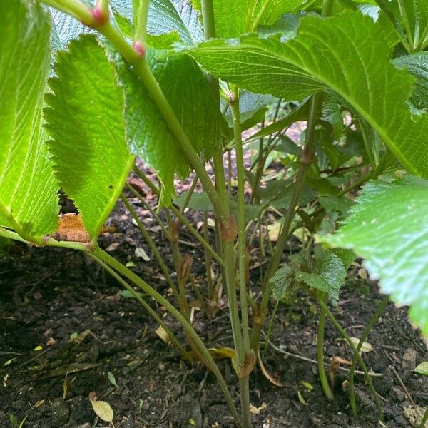 Rodgersia aesculifolia Blatt