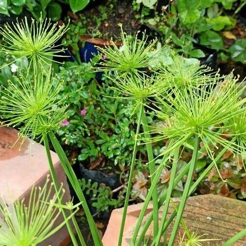 Cyperus haspan Lehti