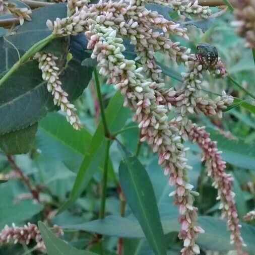 Persicaria maculosa Kukka