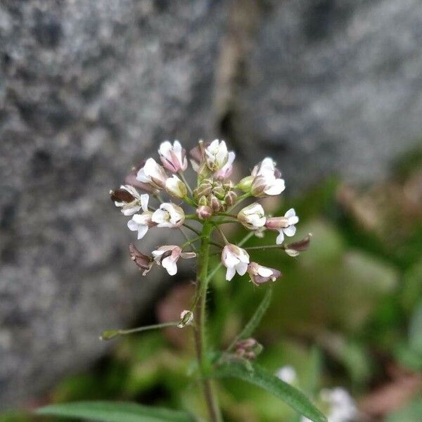 Capsella bursa-pastoris Kvet