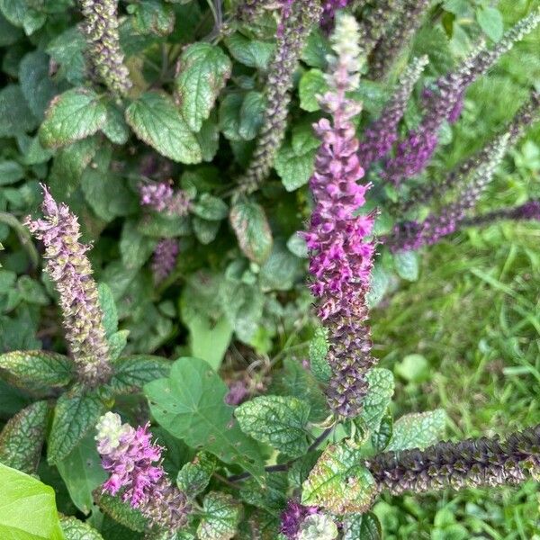 Teucrium hircanicum 花