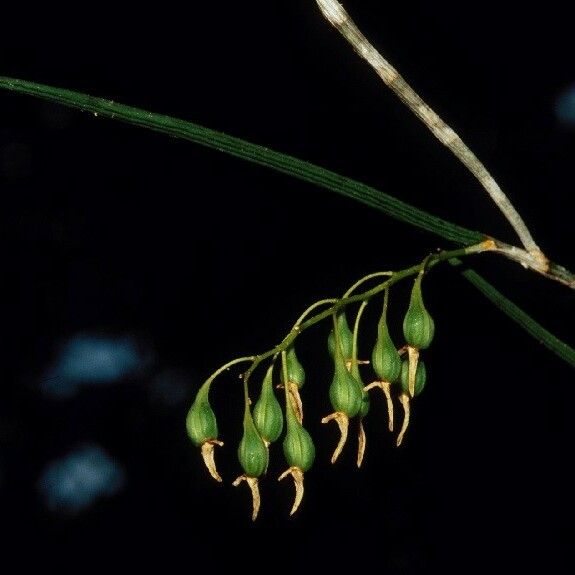 Dendrobium casuarinae Цвят