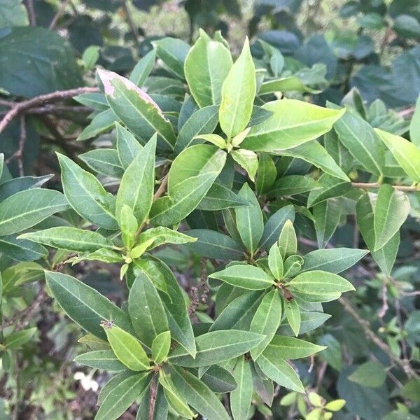 Brunfelsia americana 葉