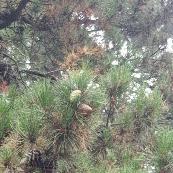 Pinus hartwegii 葉