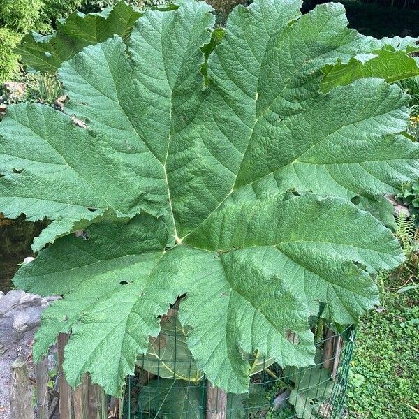 Gunnera tinctoria 葉