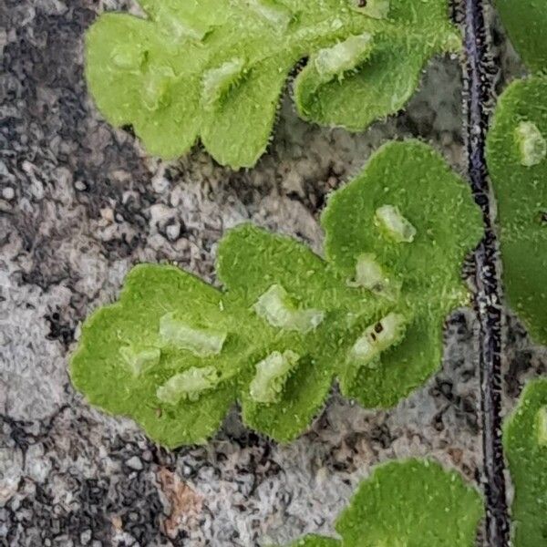 Asplenium petrarchae Flor