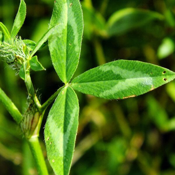 Trifolium pratense Leaf